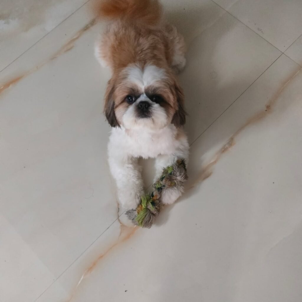 walking services of crunnchytails and petpandafamily