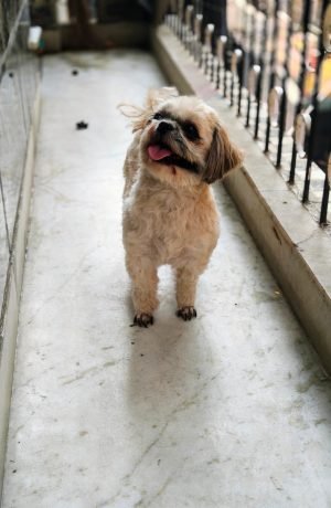 after grooming of a shihtzu, a regular customer of crunnchytails and petpandafmily dog and cat grooming at home