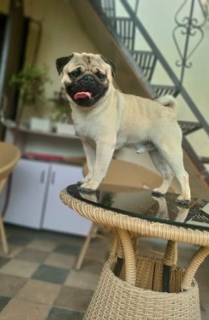 after grooming of a pug, a regular customer of crunnchytails and petpandafmily dog and cat grooming at home