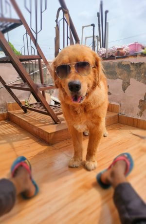 after grooming of a golden retrivier, a regular customer of crunnchytails and petpandafmily dog and cat grooming at home